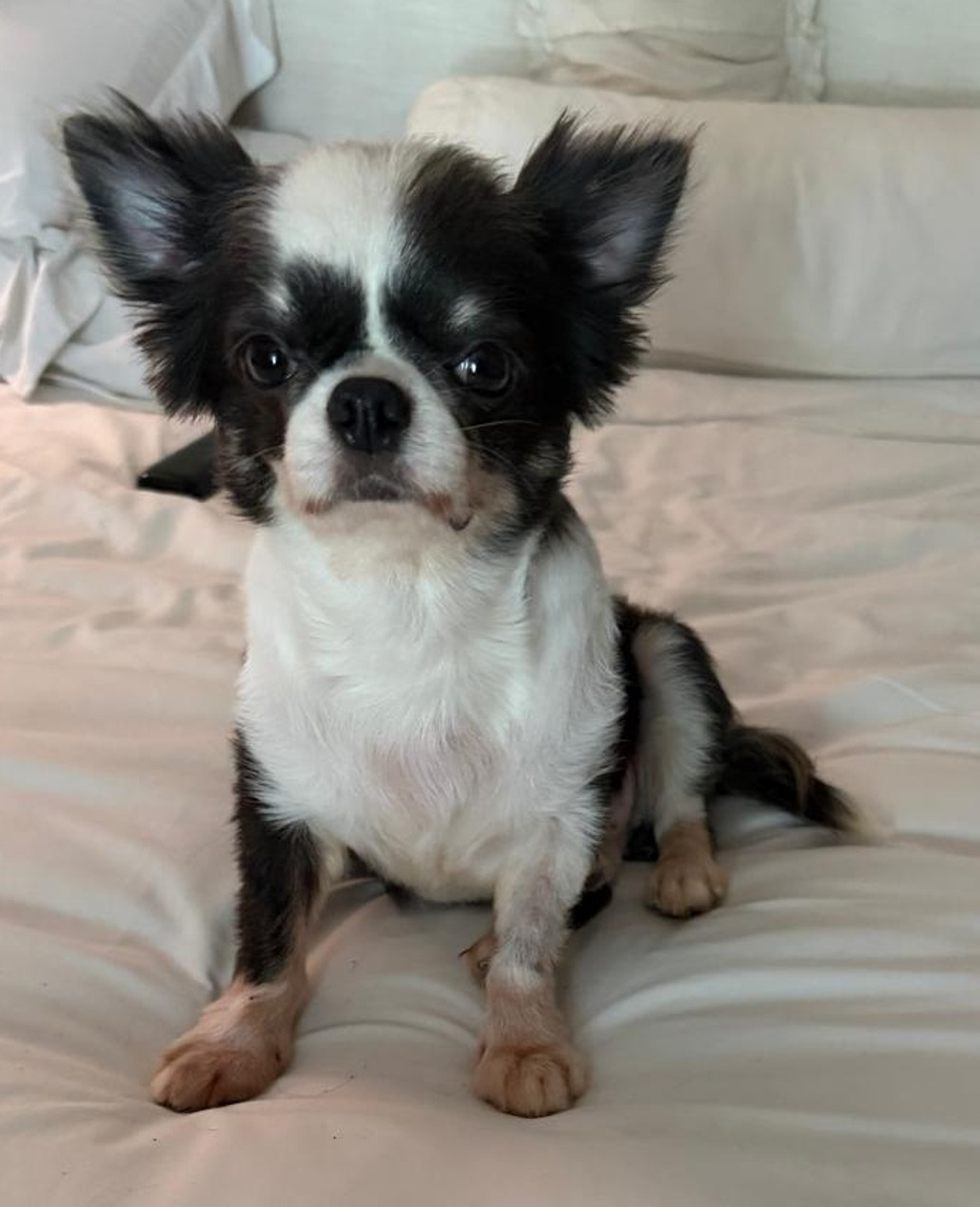 Potty, piccolo chihuahua a pelo lungo bianco e nero, seduto su un letto chiaro nel casale