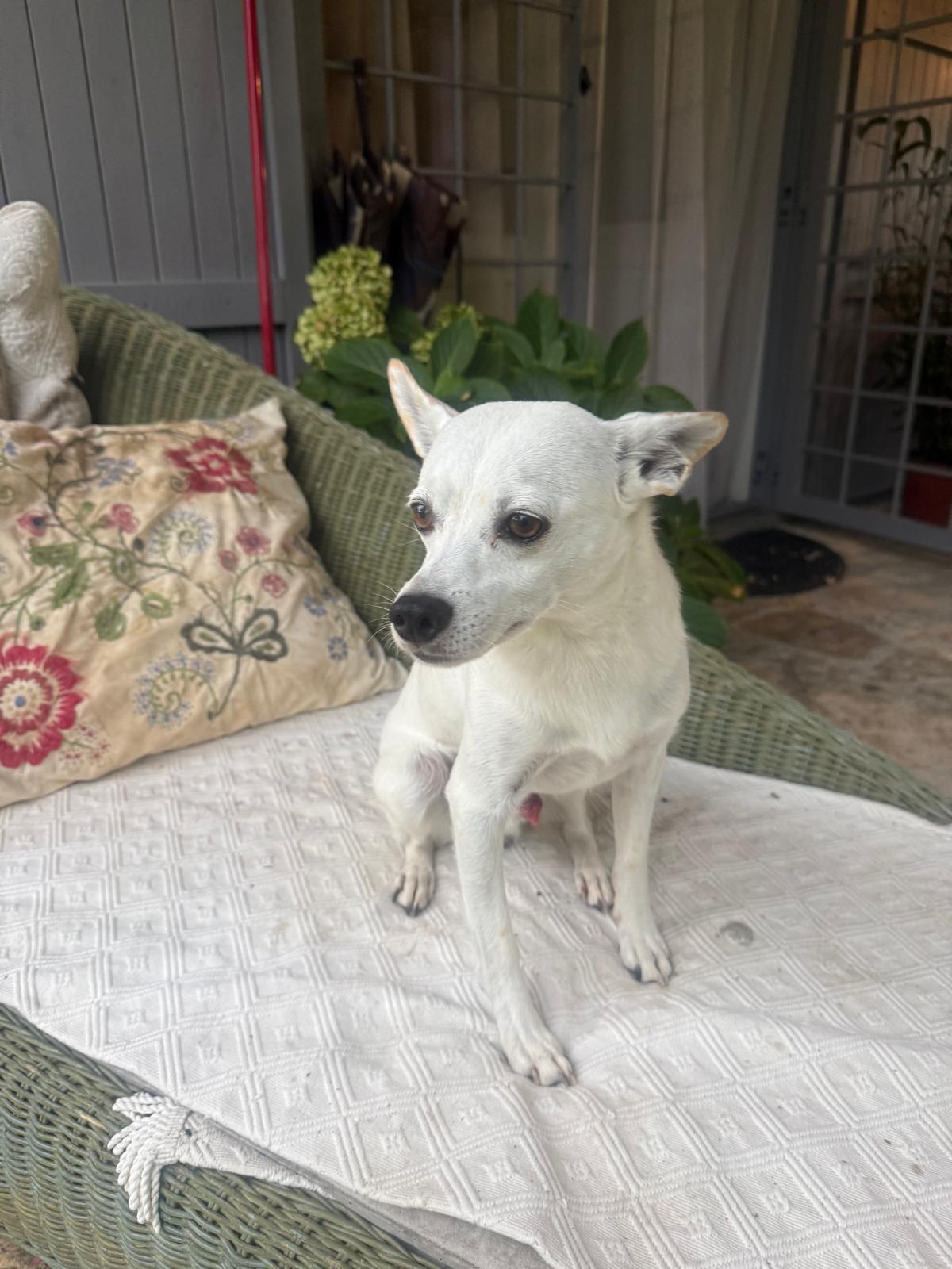 Nino, cagnolino bianco a pelo corto, seduto su un plaid chiaro nel portico del casale